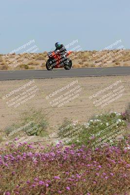 media/Mar-12-2023-SoCal Trackdays (Sun) [[d4c8249724]]/Turn 15 Inside Bloom (130pm)/